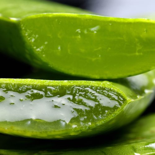 aloe-2163120_1920